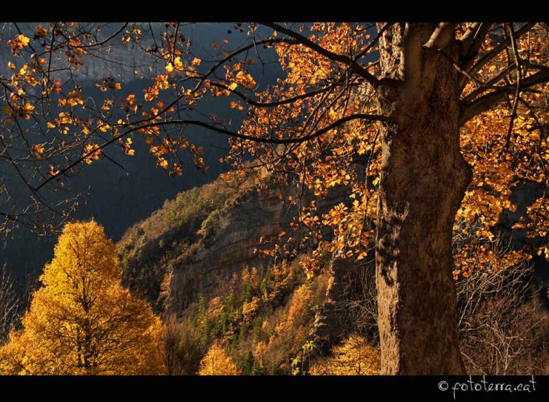 llum de tardor  light of autumn saldes.jpg